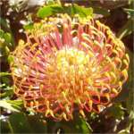 Protea Table Mountain